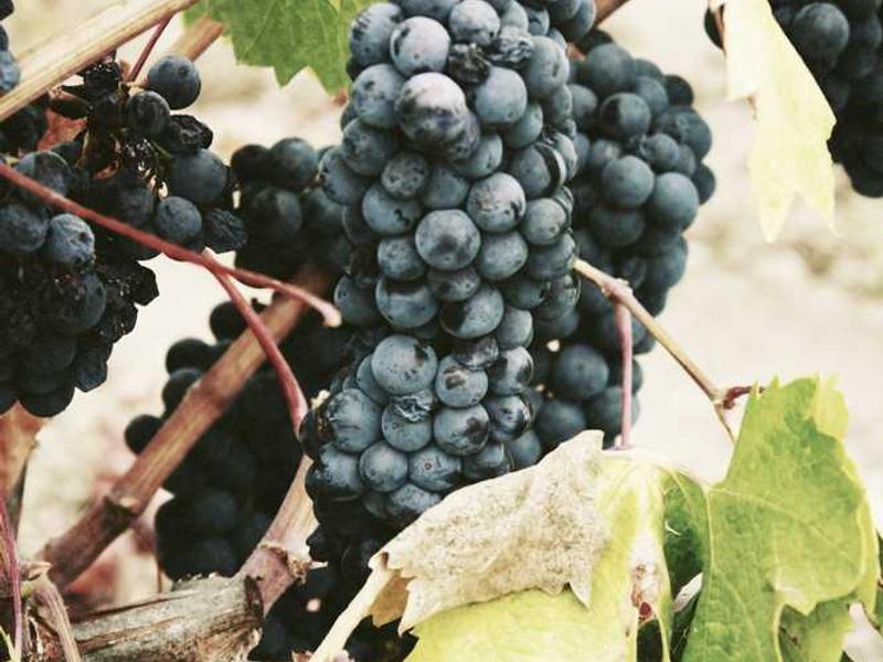 laboriosam virgo surculus