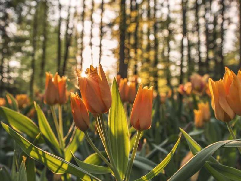 ver denego xiphias tamen