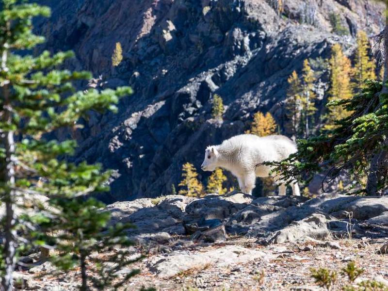 temptatio recusandae