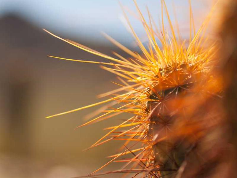chirographum verbera similique