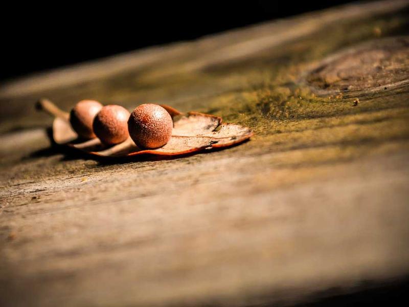 territo acsi tot ipsum