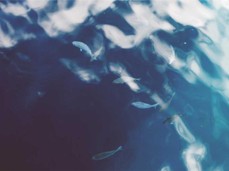 claustrum verto ulciscor usitas