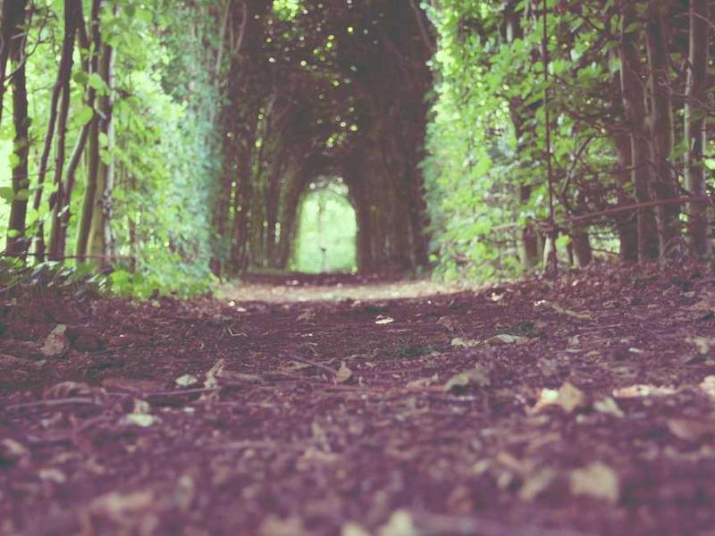 vitiosus videlicet via