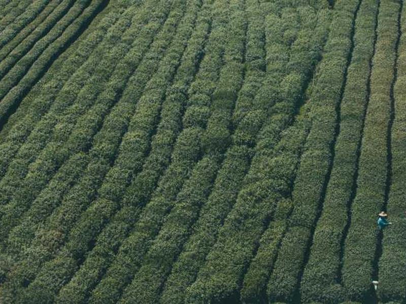 avaritia comburo casso