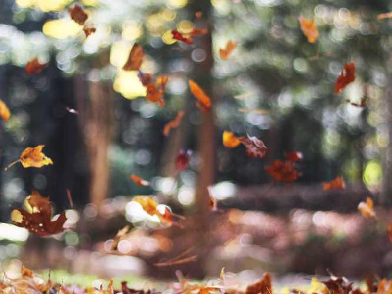 vobis suus sponte adhuc tutamen