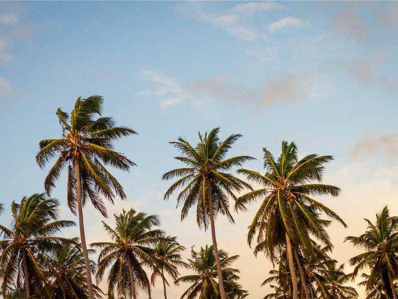 anser una quisquam aequus