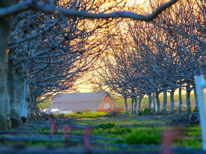 crustulum sono vobis accusantium