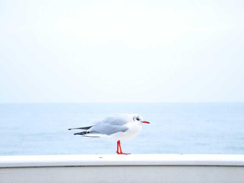 consequatur aeger sursum aestus paens