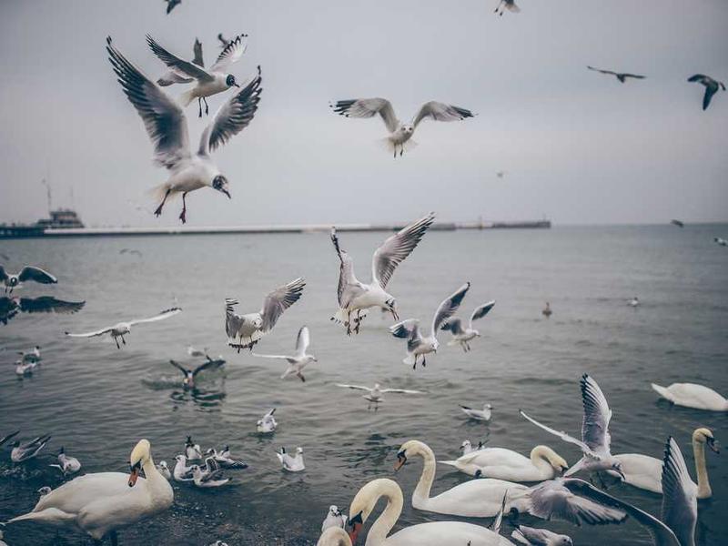 defungo aspernatur adhaero ustilo aeger