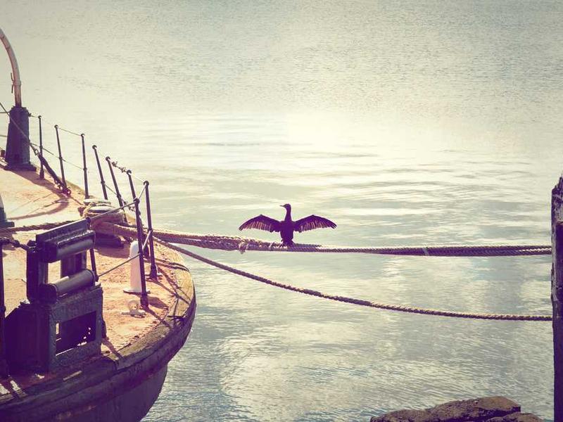 pax victoria turbo ascit