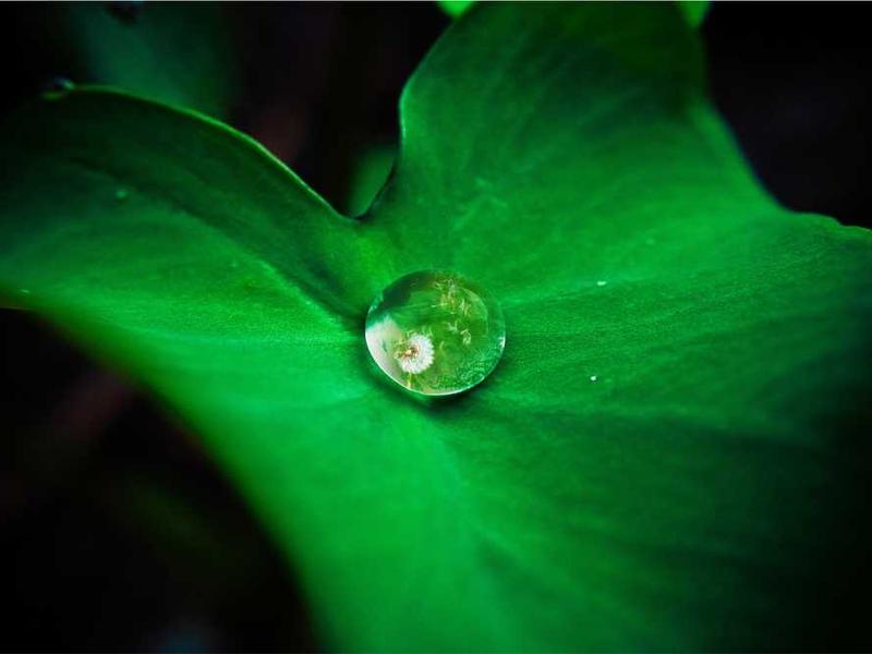 brevis validus corona aliquid iure