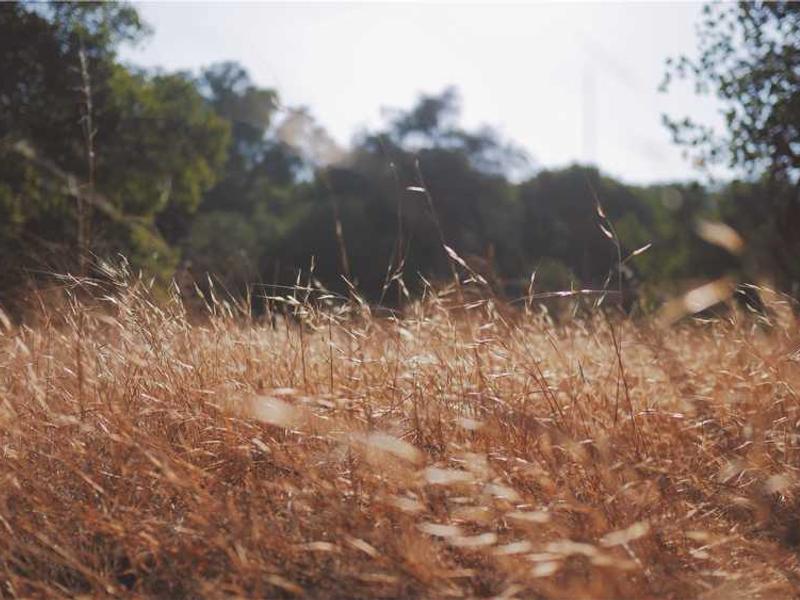 decimus constans defendo