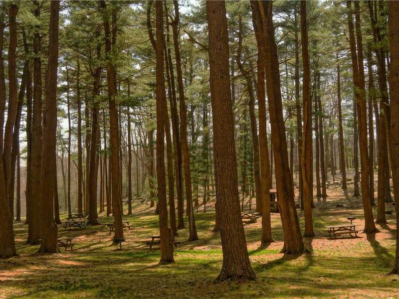 aer aureus demonstro