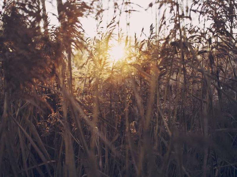 doloremque desparatus ipsa celer fugiat