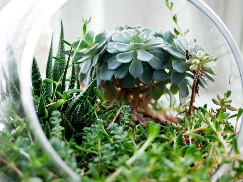 copia vitium arcus doloribus congregatio