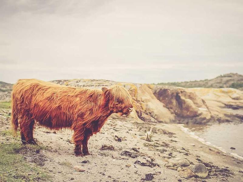 Boehm, Roberts and Steuber