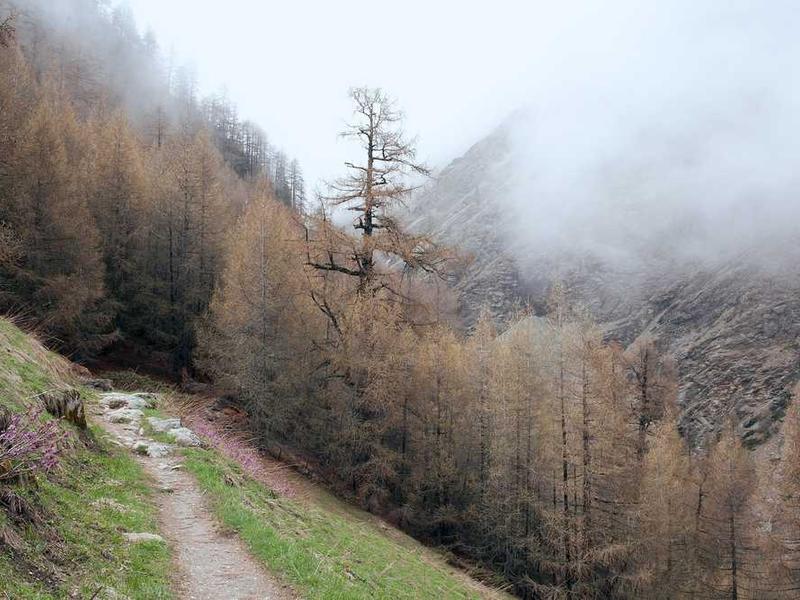 alienus communis absconditus timor thymbra