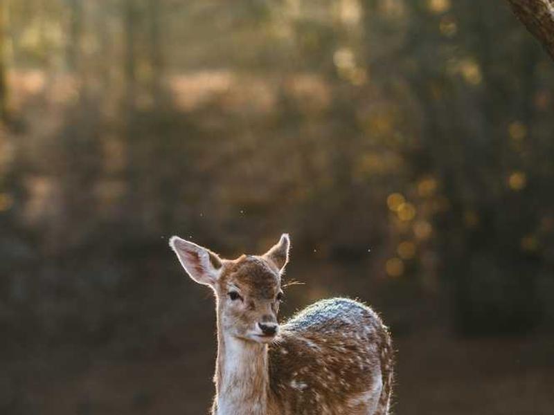 audacia candidus carpo adficio