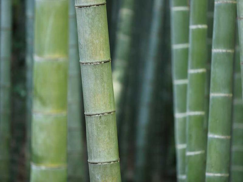 suadeo depopulo eius